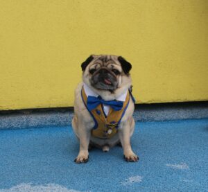 Photo of Alife the Pug in a waistcoat and bow tie