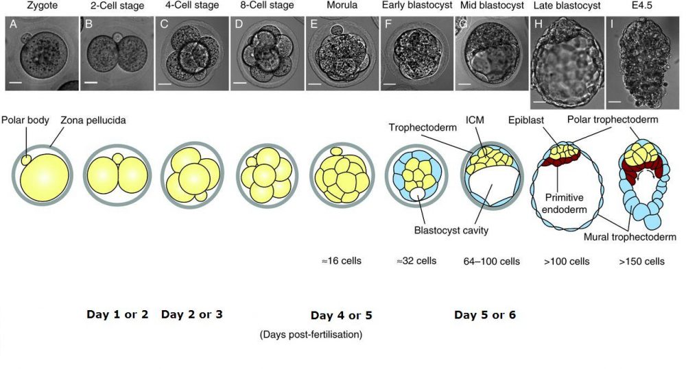 In Vitro Fertilisation Ivf Saint Marys Hospital